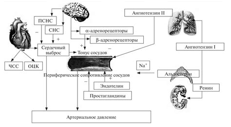 Улучшение микроциркуляции и сосудистого тонуса