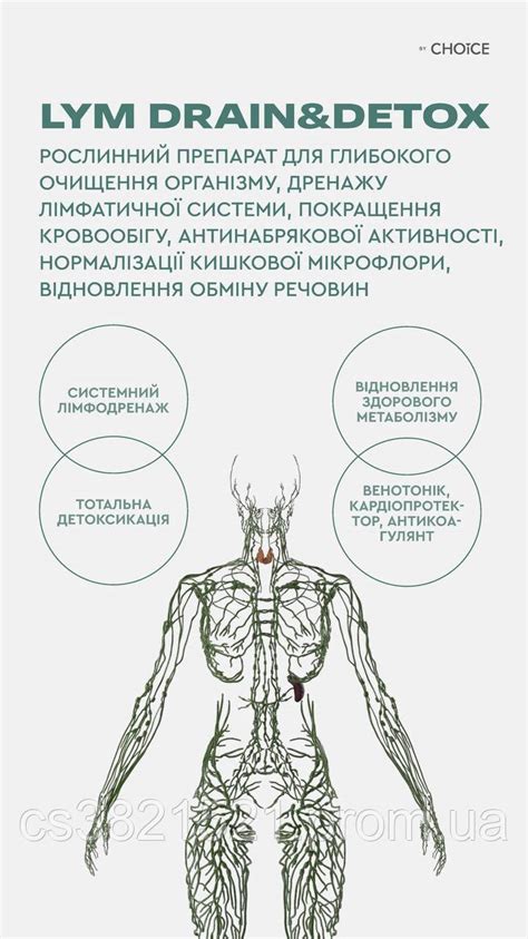 Улучшение работы лимфатической системы - важно для организма!