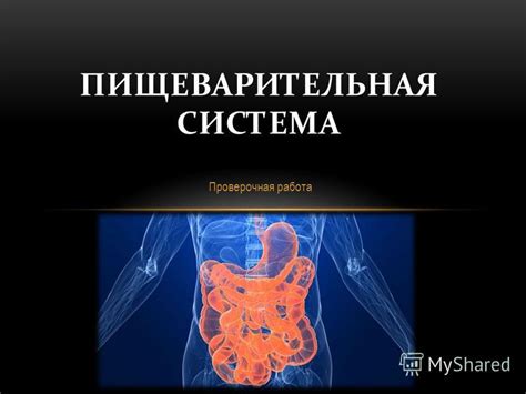 Улучшение работы пищеварительной системы и облегчение пищеварения