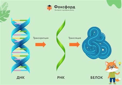 Улучшение синтеза белка