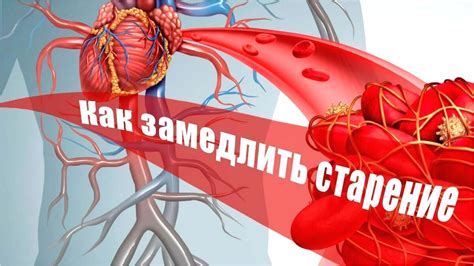 Улучшение состояния сосудов и предотвращение их закупорки