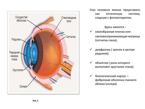 Улучшение физиологических процессов органа зрения