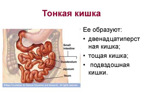 Улучшение функции желудка и кишечника