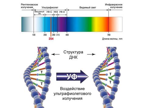 Ультрафиолетовые лучи и душ