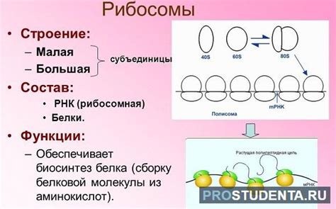 Универсальность рибосомы: ключевая роль в синтезе белков