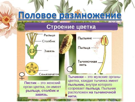 Уникальная адаптация семенных растений