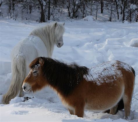 Уникальная особенность: лошади и рога