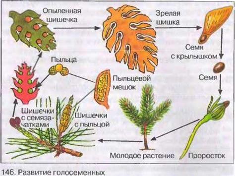 Уникальная особенность голосеменных