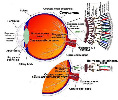 Уникальная структура сетчатки