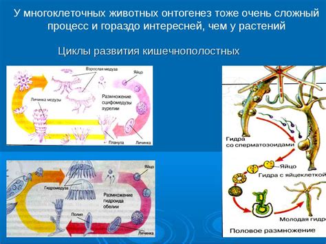 Уникальное развитие организмов