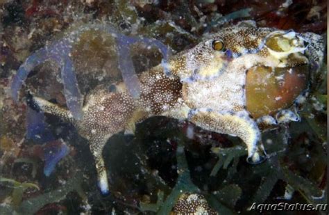 Уникальность морских беспозвоночных