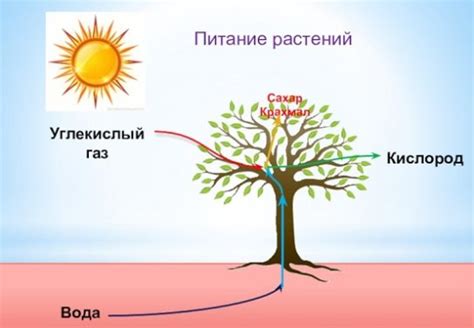 Уникальность питания растений