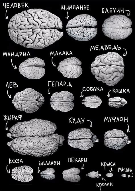 Уникальность развития мозга и его особенности