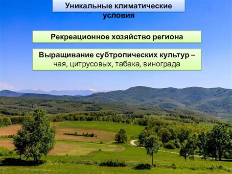 Уникальные климатические условия, способствующие росту берез