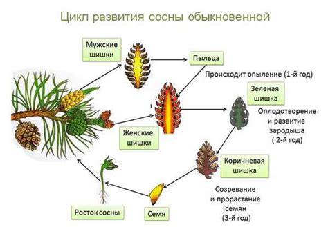 Уникальные особенности голосеменных растений