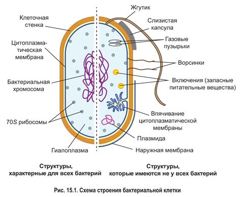 Уникальные особенности клеток прокариот