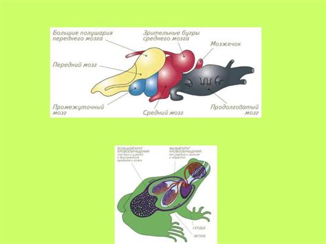Уникальные особенности развития переднего мозга у земноводных