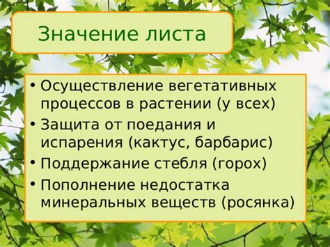 Уникальные свойства клубничного листа: защита от перегрева и испарения