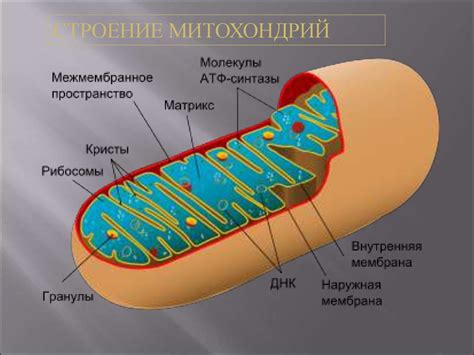 Уникальные свойства митохондрий