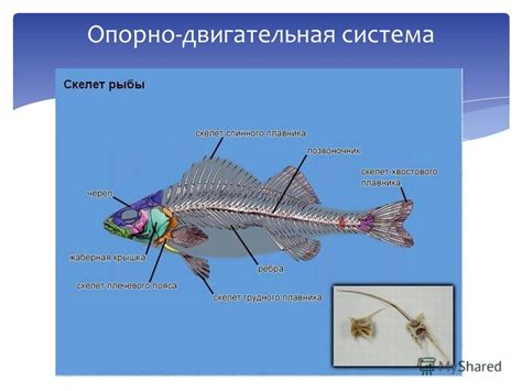 Уникальные физиологические особенности рыб