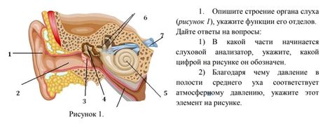 Уникальные функции органа