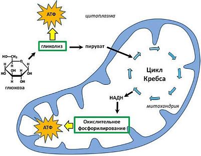 Уникальный интимный энергетический обмен