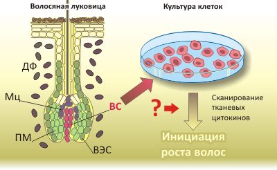 Уничтожение клеток волосяного фолликула