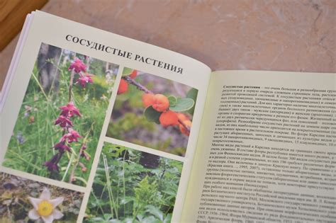 Уничтожение пораженных растений