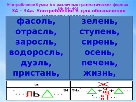 Употребление буквы Ь в разных словах