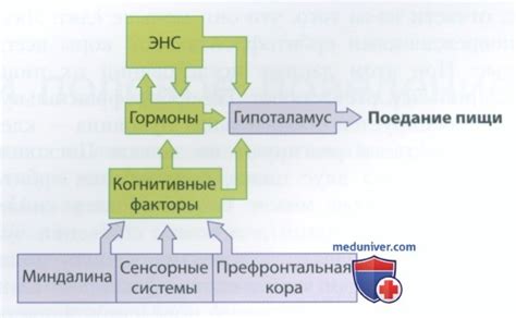 Управление пищевым режимом