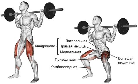 Упражнение "Приседания со штангой"