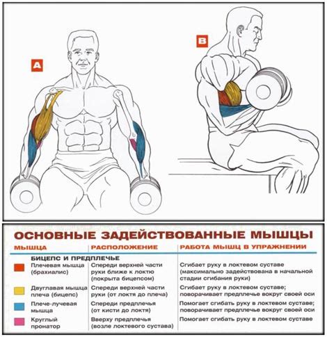 Упражнения для бицепса, способствующие удалению растяжек