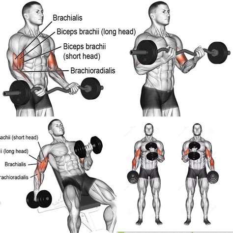 Упражнения для тренировки бицепса и трицепса