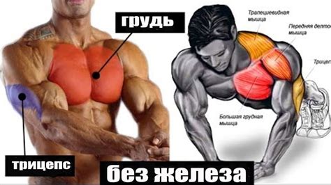 Упражнения для увеличения объема грудных мышц