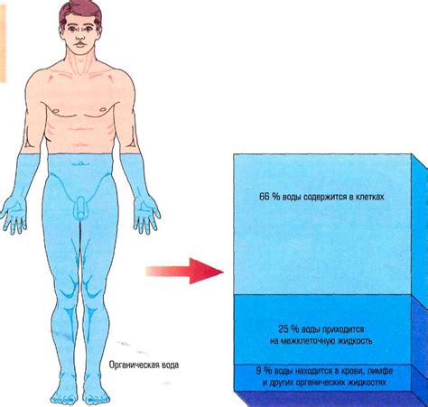 Уровень жидкости в организме