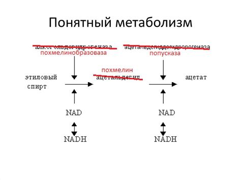 Уровень ферментов в организме