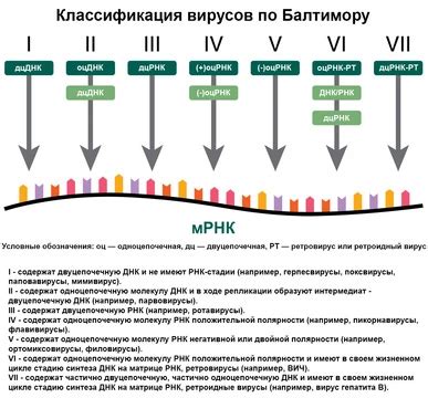 Уровень эффективности противовирусных препаратов при повышенной температуре