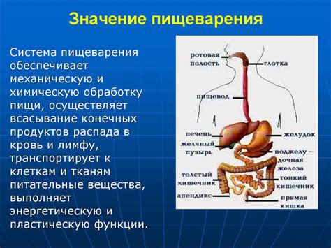 Урсосан и функция пищеварения