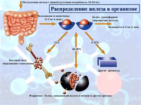 Усвоение железа в организме: нарушения и преграды