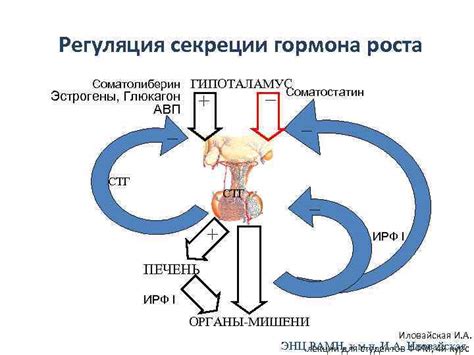 Усиление секреции гормона эстрогена при активизации мышц во время тренировок