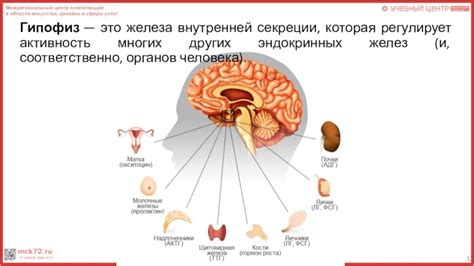 Усиленная активность желез потовой секреции