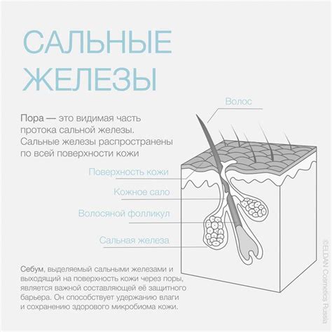 Усиленная работа сальных желез