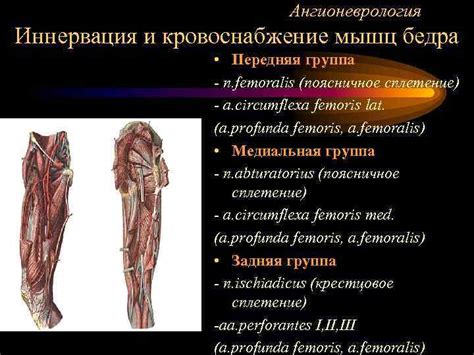 Усиленное кровоснабжение мышц