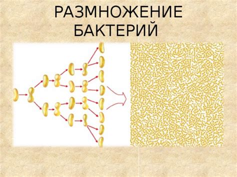 Условия для развития слизевых бактерий