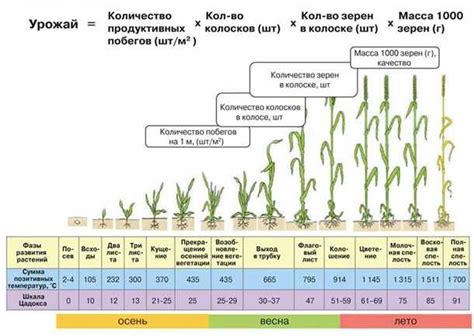 Условия и выбор сорта