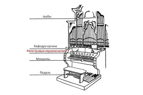 Устройство Якобсонового органа