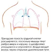 Устройство дыхательной системы черепах