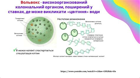 Устройство и строение Вольвокса