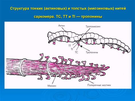 Устройство и характеристики толстых миозиновых нитей