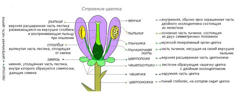 Устройство лепестков розы и их функции